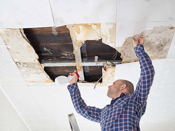 Why You Should Choose Our Mold Remediation Services in Alturas, FL